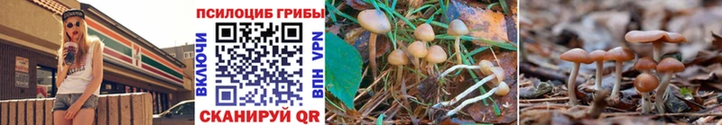 Псилоцибиновые грибы Psilocybe  ссылка на мегу сайт  Кушва 